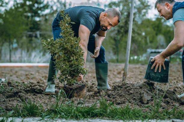 Best Grass Overseeding  in Ledgewood, NJ